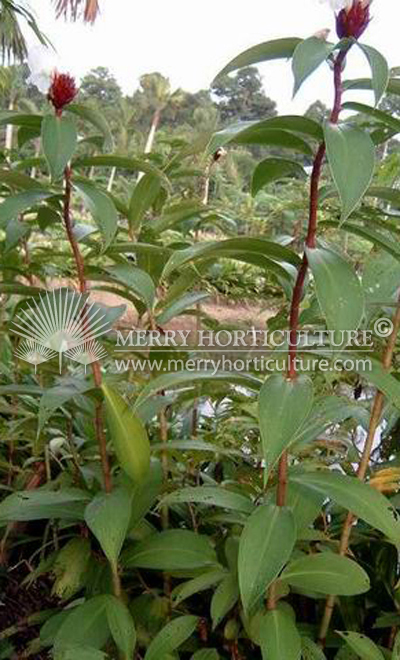 Costus speciosus